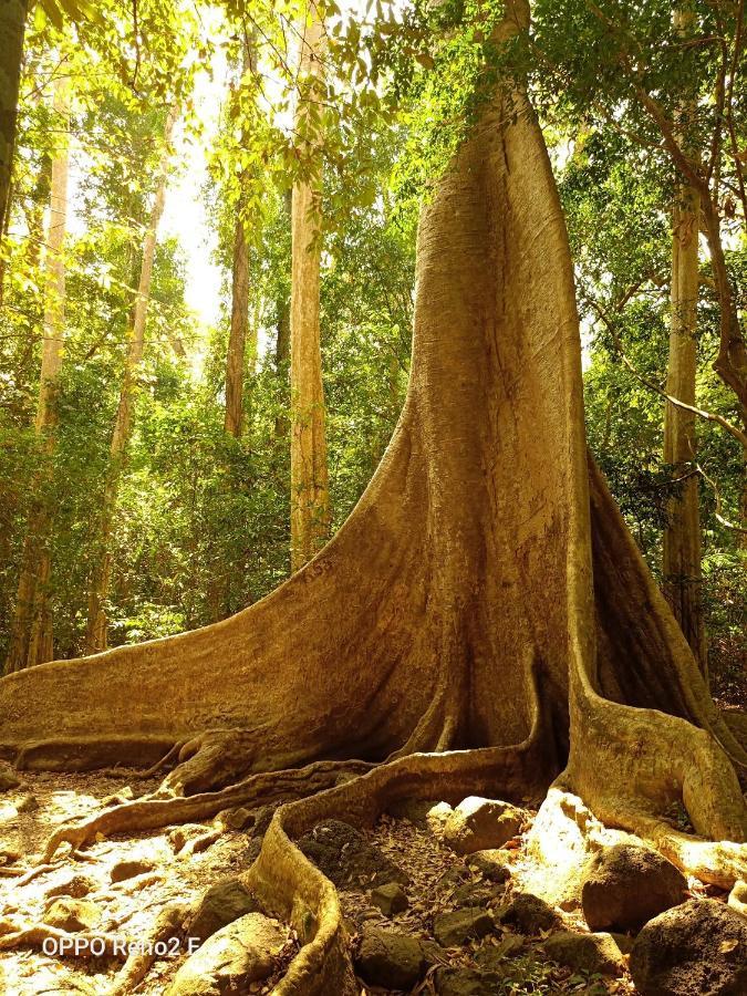 Forest Breath Eco-Lodge Cát Tiên Eksteriør bilde
